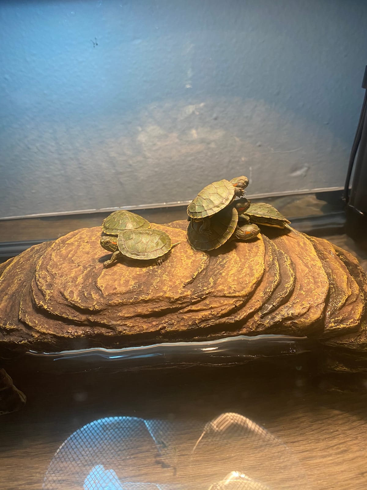 Zoo Med - Lght KIT AQTURTLE HEATUVB customer photo 2