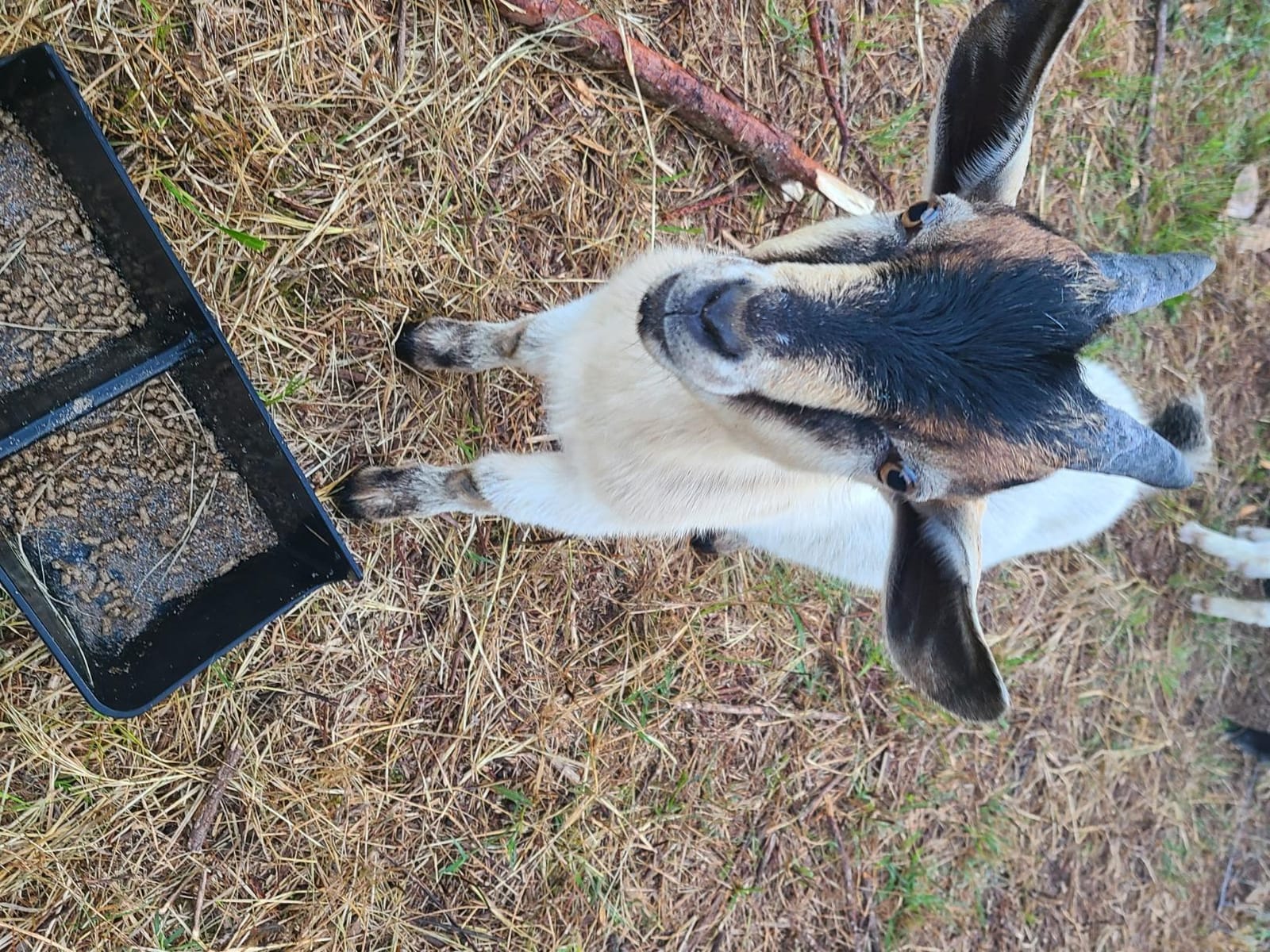 Ultra Twig and Hoof Trimming Shears, 7.25-Inch customer photo 1