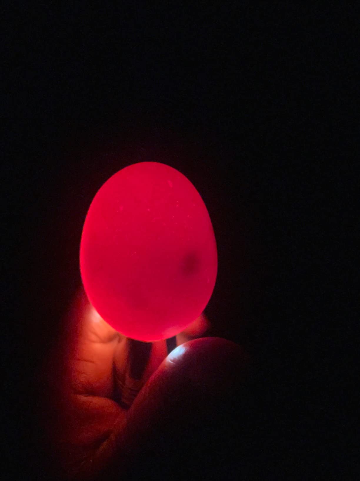 Powerful Professional LED Light Egg Candler Incubator Stainless Steel Tester for All Egg Type, Ultra Bright, Powered Portable, with Full Illustrated Egg Candling Guide (B- Include Batteries) customer photo 1