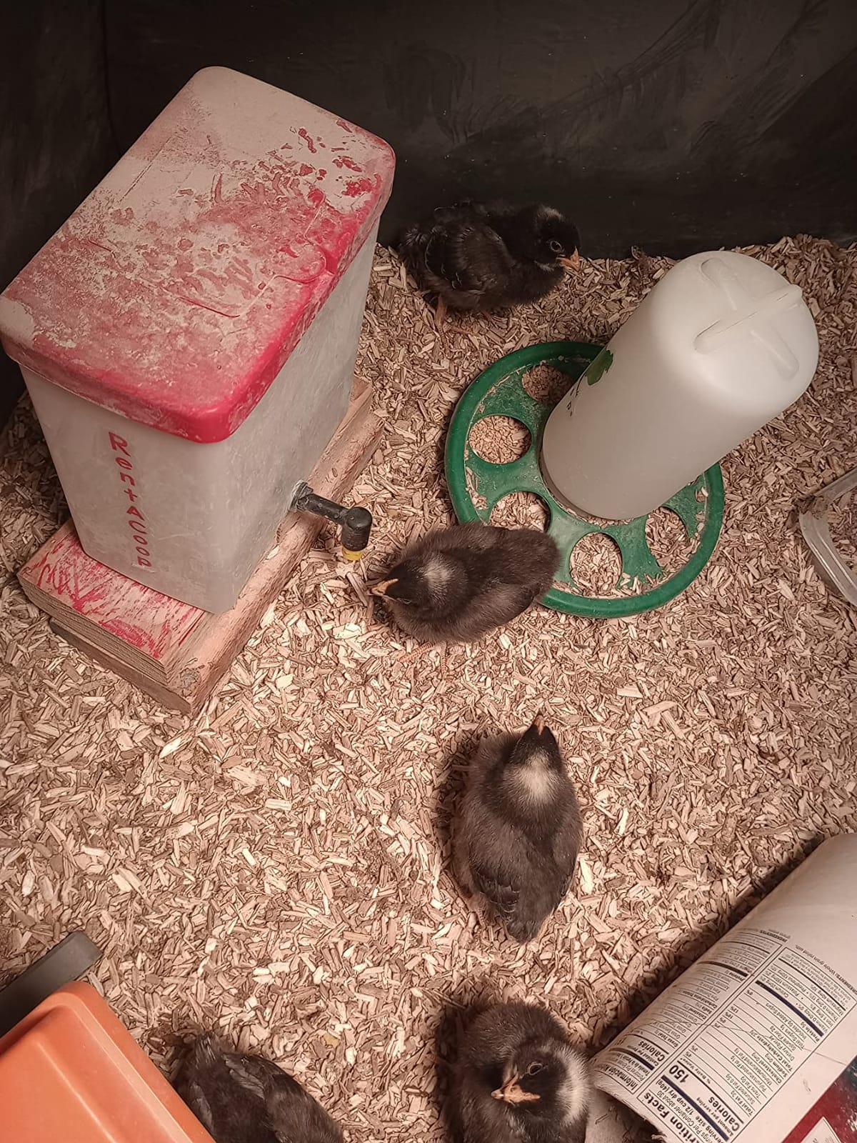 RentACoop 64oz Chicken Drinker with 2 Versatile Nipples customer photo 1