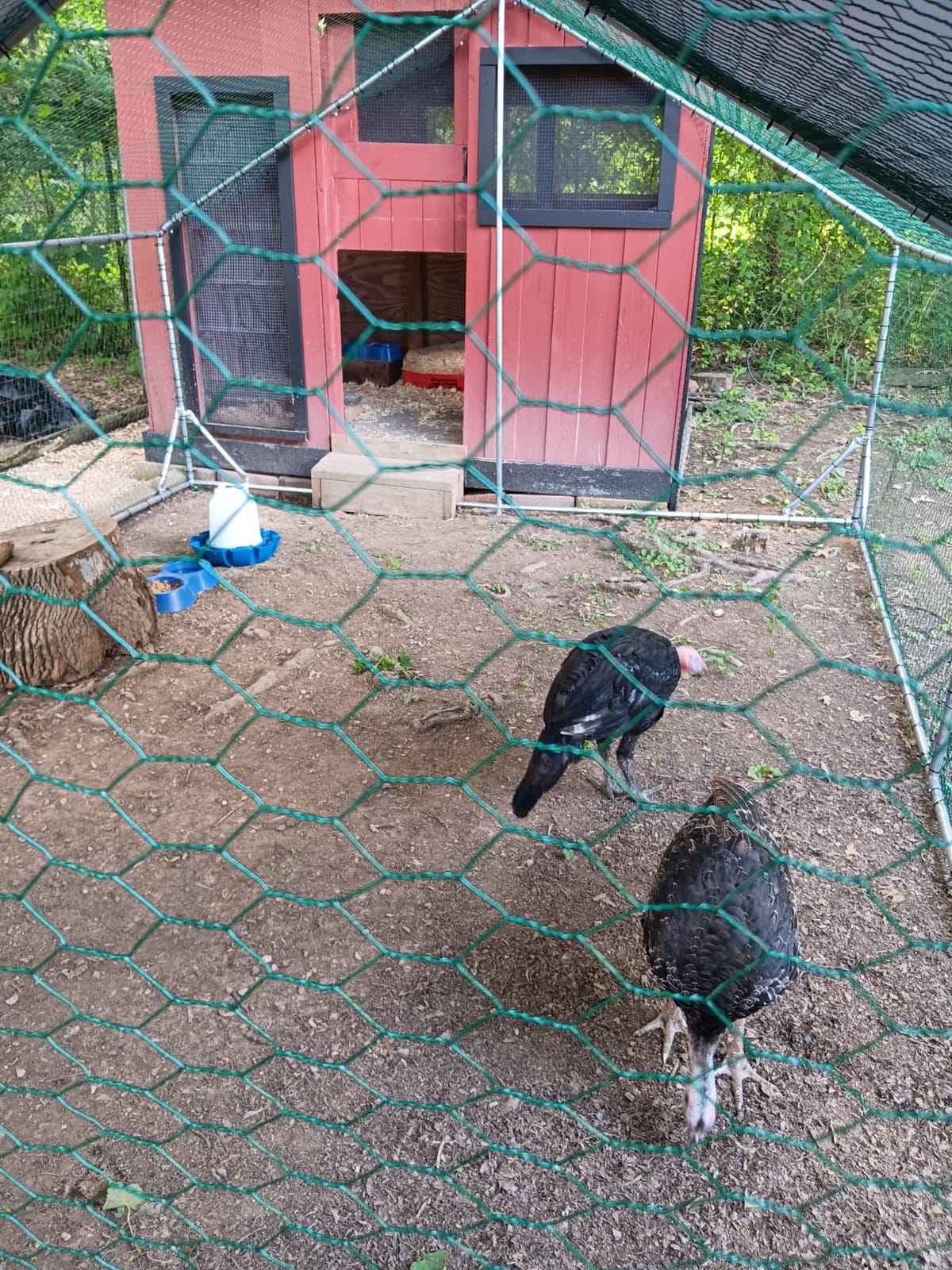 LEMBERI 20x10 FT Extra Large Metal Chicken Coop, Walk-in Run customer photo 1
