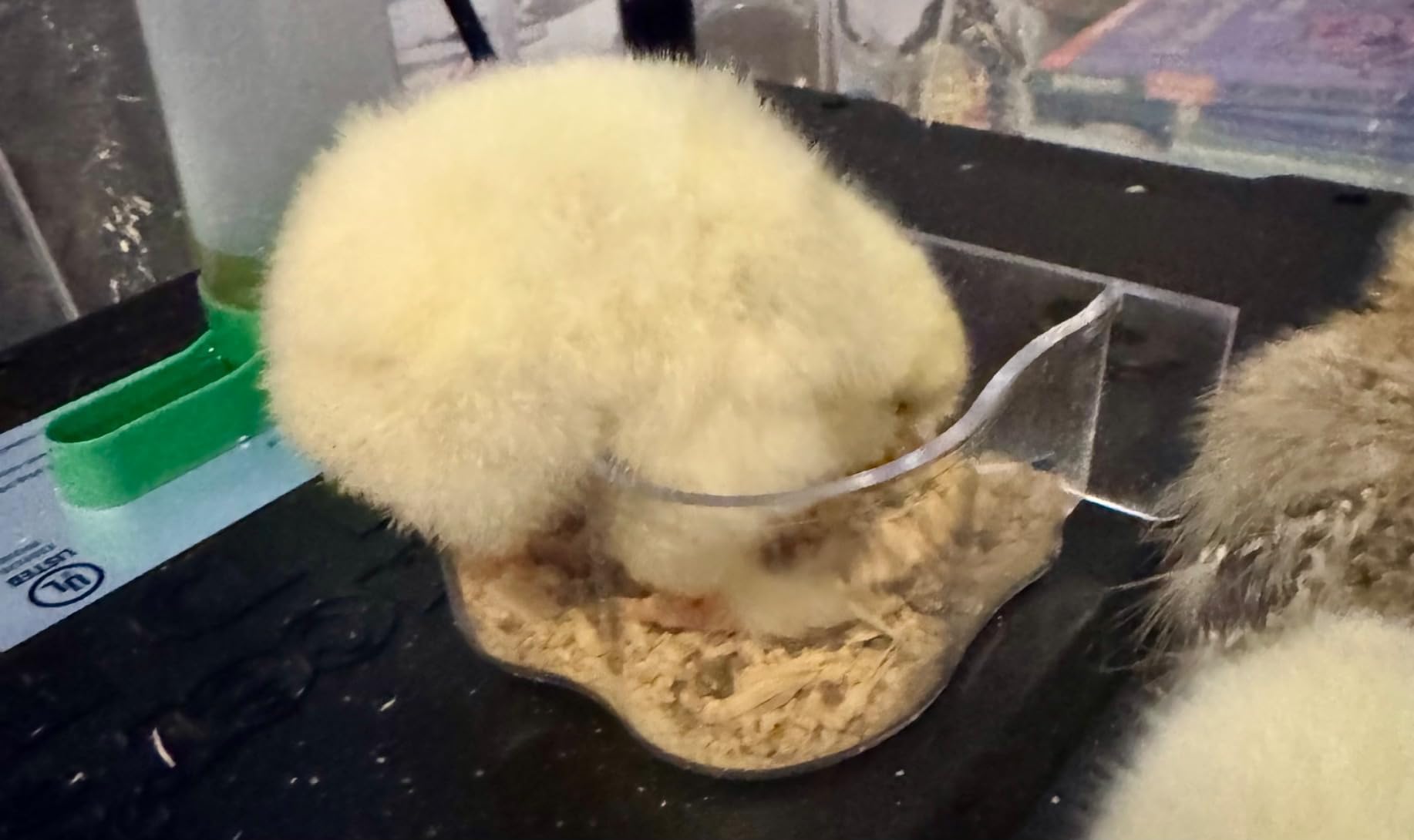 Intelligent Brooder Box 10-15 Newborns Chicks Quail Birds Egg Incubator customer photo 1