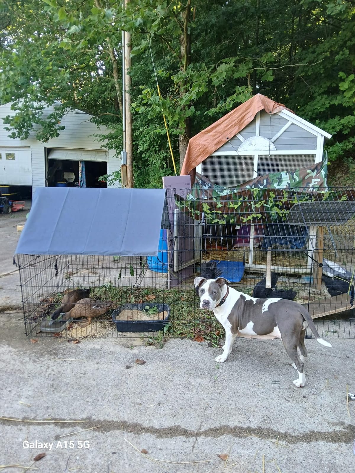 Chicken Coop, 130