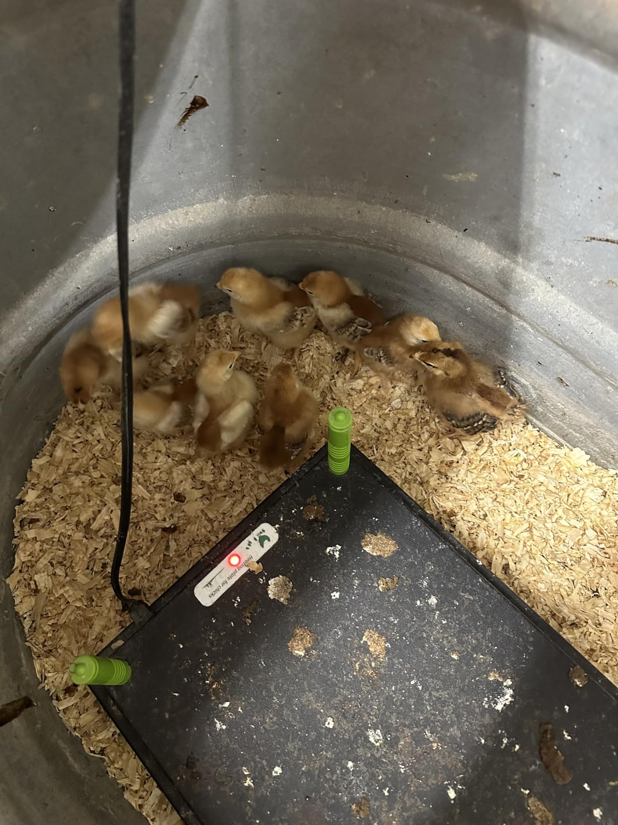 Tetuga Brooder Heat Plate 12 X 16” Chick Heating Plate Warm Up to 30 Chicks customer photo 1