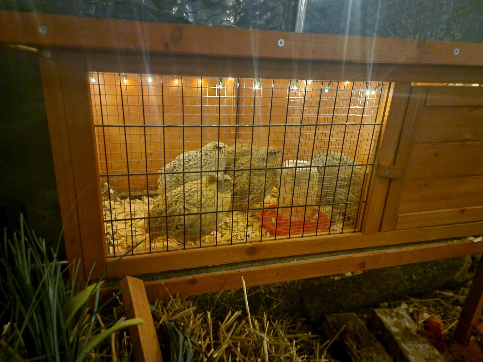 Outvita Rabbit Hutch, 36