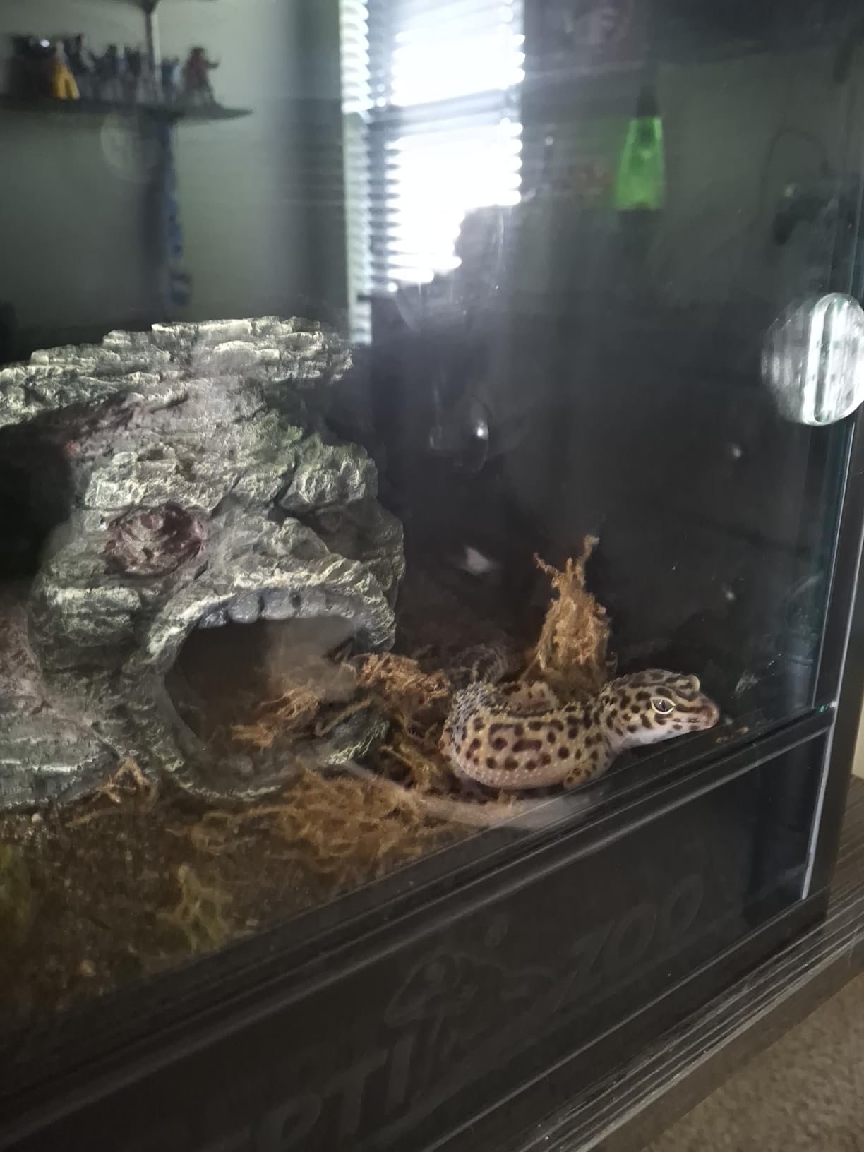 REPTI ZOO 20 Gallon PVC Reptile Terrarium, 24x18x12 inch Reptile Tank for Crested Gecko Leopard Gecko Snake Turtle Hermit Crab, Thermal Insulation Moisturizing customer photo 1