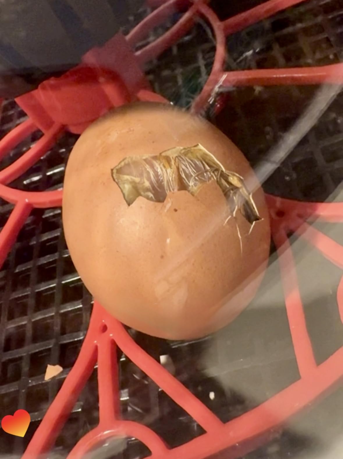 Series I - 12 Egg Incubator for Beginners, Auto Egg Turn, Steady Self-Regulating Humidity & Consistent Temperature Control for Hatching Chicken, Goose, Duck, Quail, Pigeon, and Turkeys customer photo 1