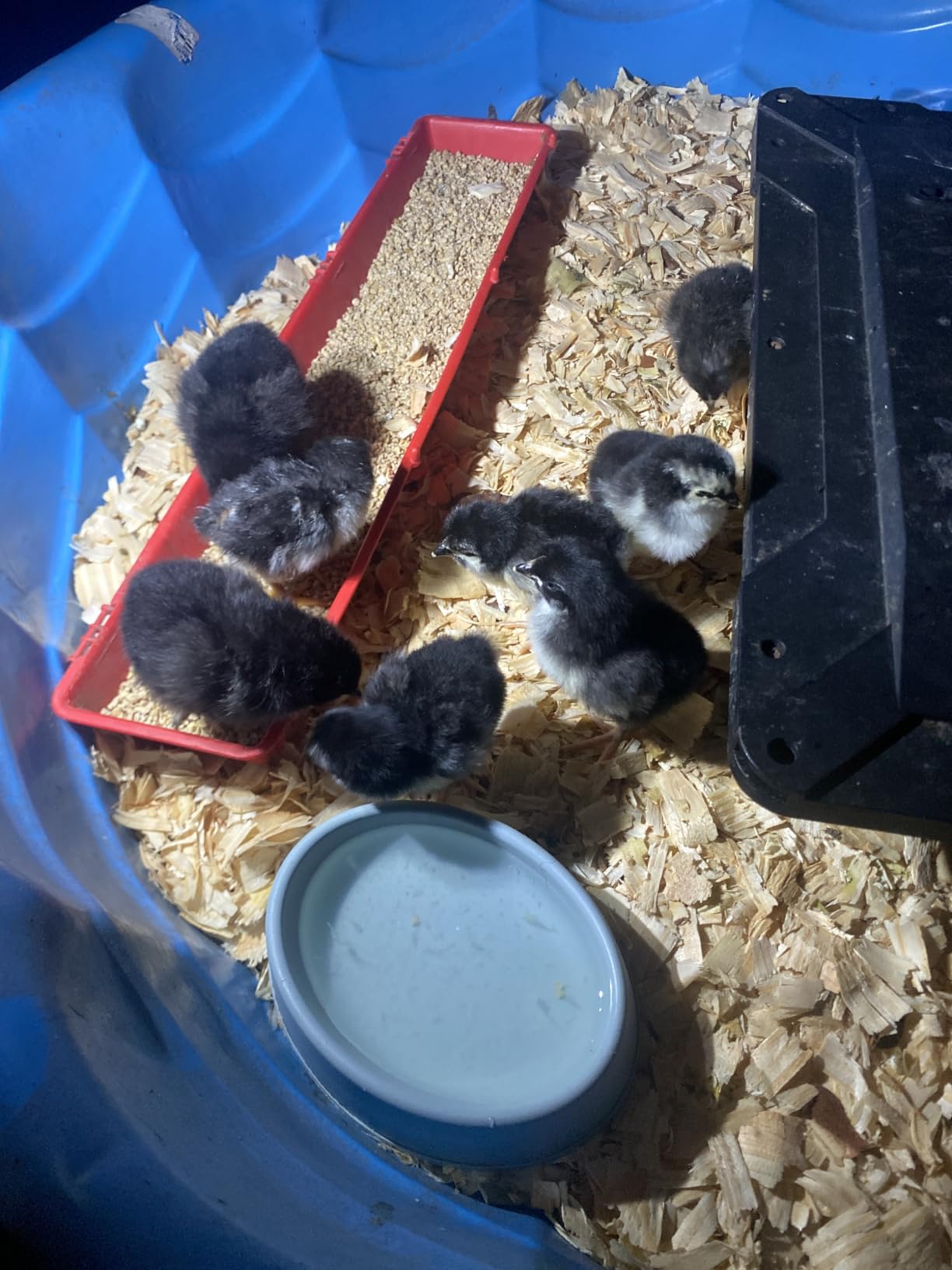 Series I - 12 Egg Incubator for Beginners, Auto Egg Turn, Steady Self-Regulating Humidity & Consistent Temperature Control for Hatching Chicken, Goose, Duck, Quail, Pigeon, and Turkeys customer photo 2