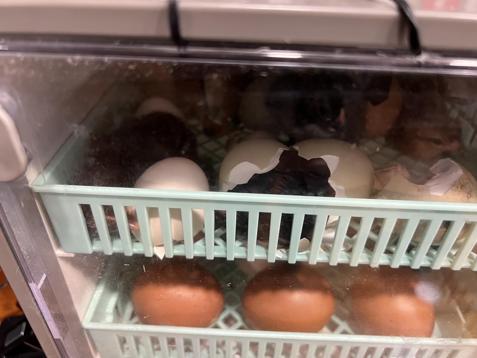 Cabinet Incubators for Hatching Eggs, 24 Egg Incubator customer photo 2