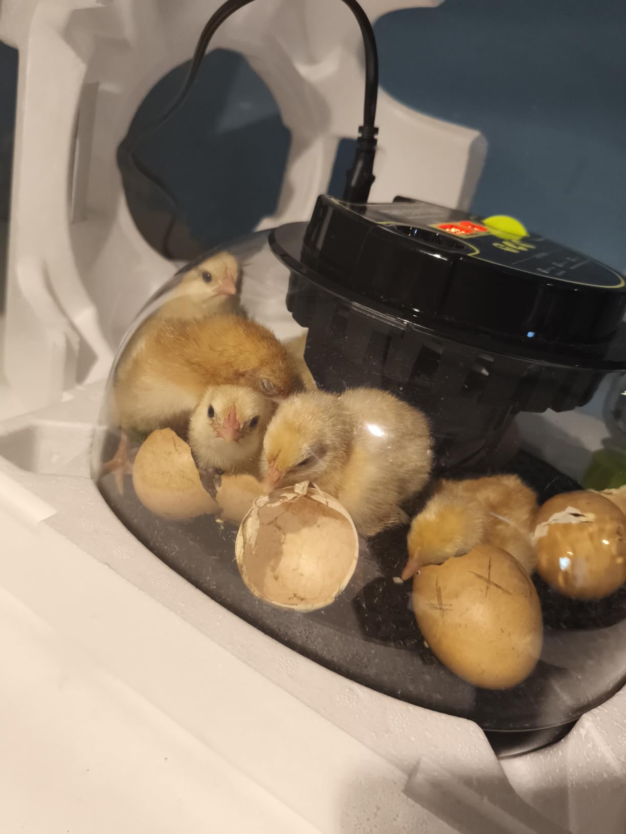 Incubators for Hatching Eggs 12 Egg Incubator with Automatic Egg Turning and Humidity Control,Egg Candler,Auto Water Replenishment,for Chicken Eggs and Quail Egg M12H customer photo 2