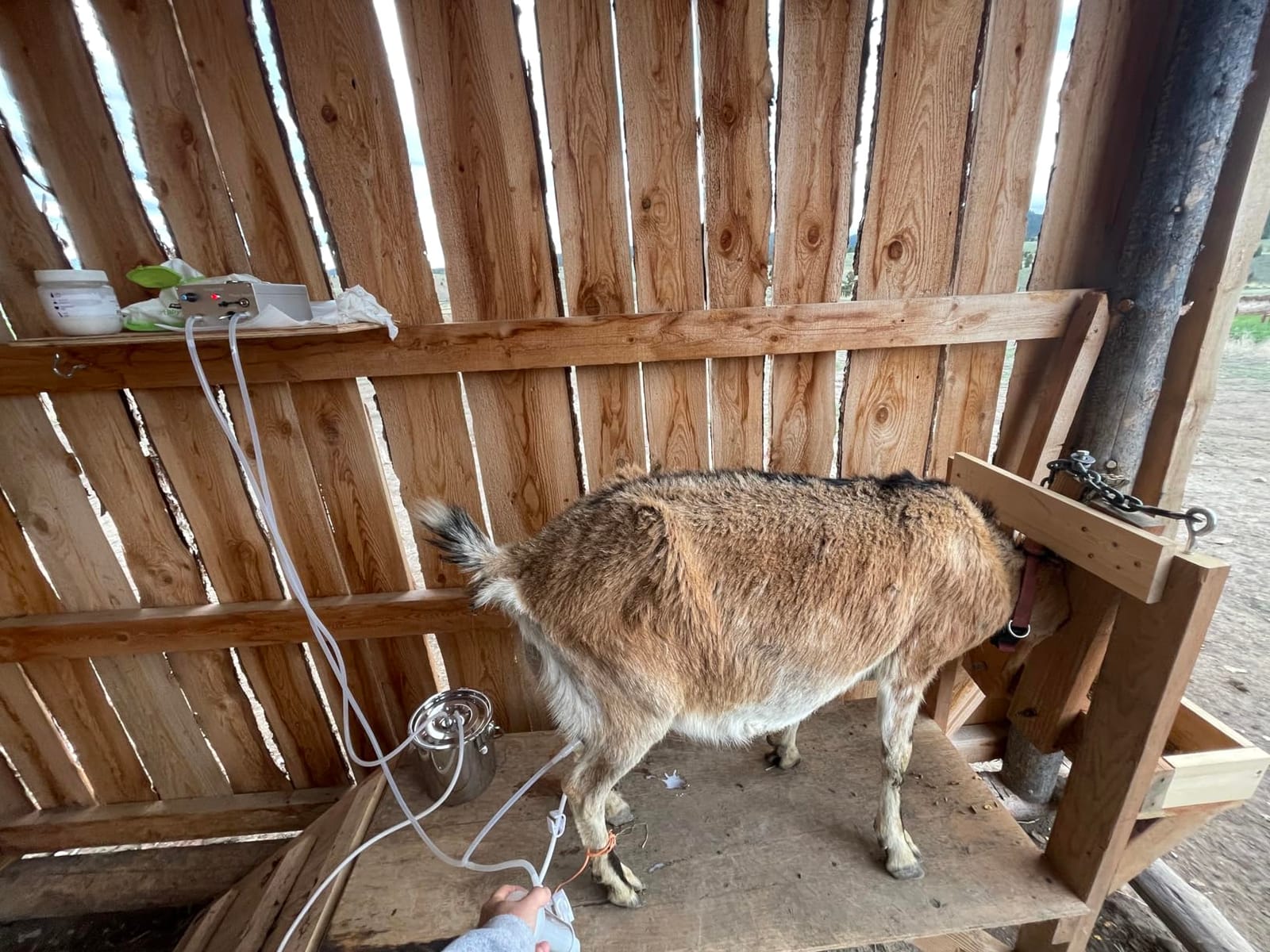 7L Goat Milking Machine,Rechargeable & Adjustable Suction Electric Milker customer photo 1