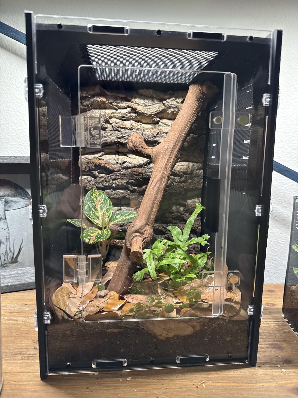 12x12x18 PVC Reptile Enclosure, Front Opening Tank for Reptiles customer photo 2