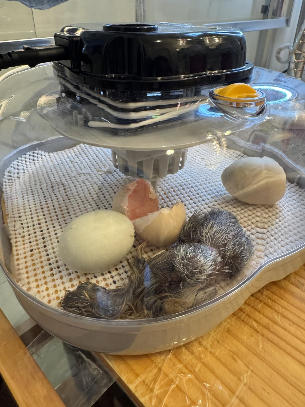 25 Egg Incubators for Hatching Eggs, Auto Turning, Temp & Humidity Control customer photo 2