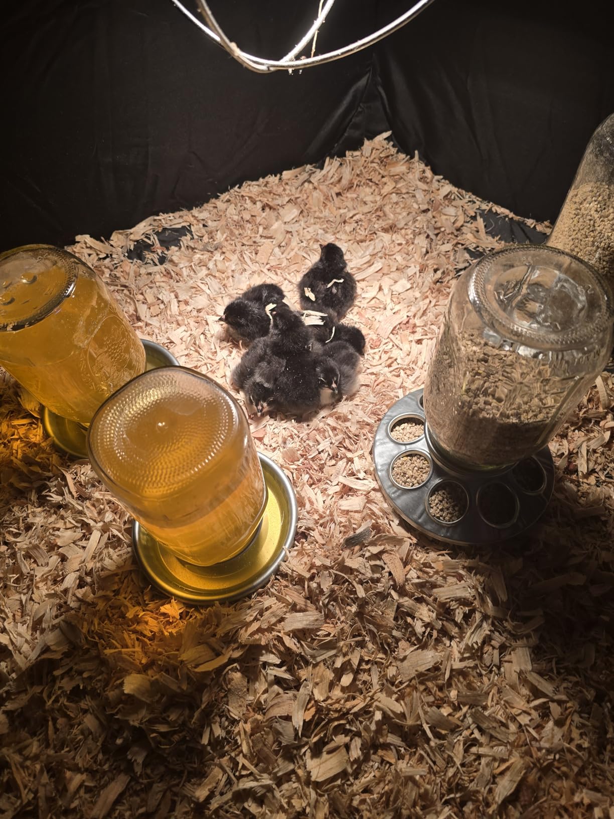 Phoncoo Brooder Box for Chick, Chick Starter Kit with Brooder Heating Plate customer photo 1