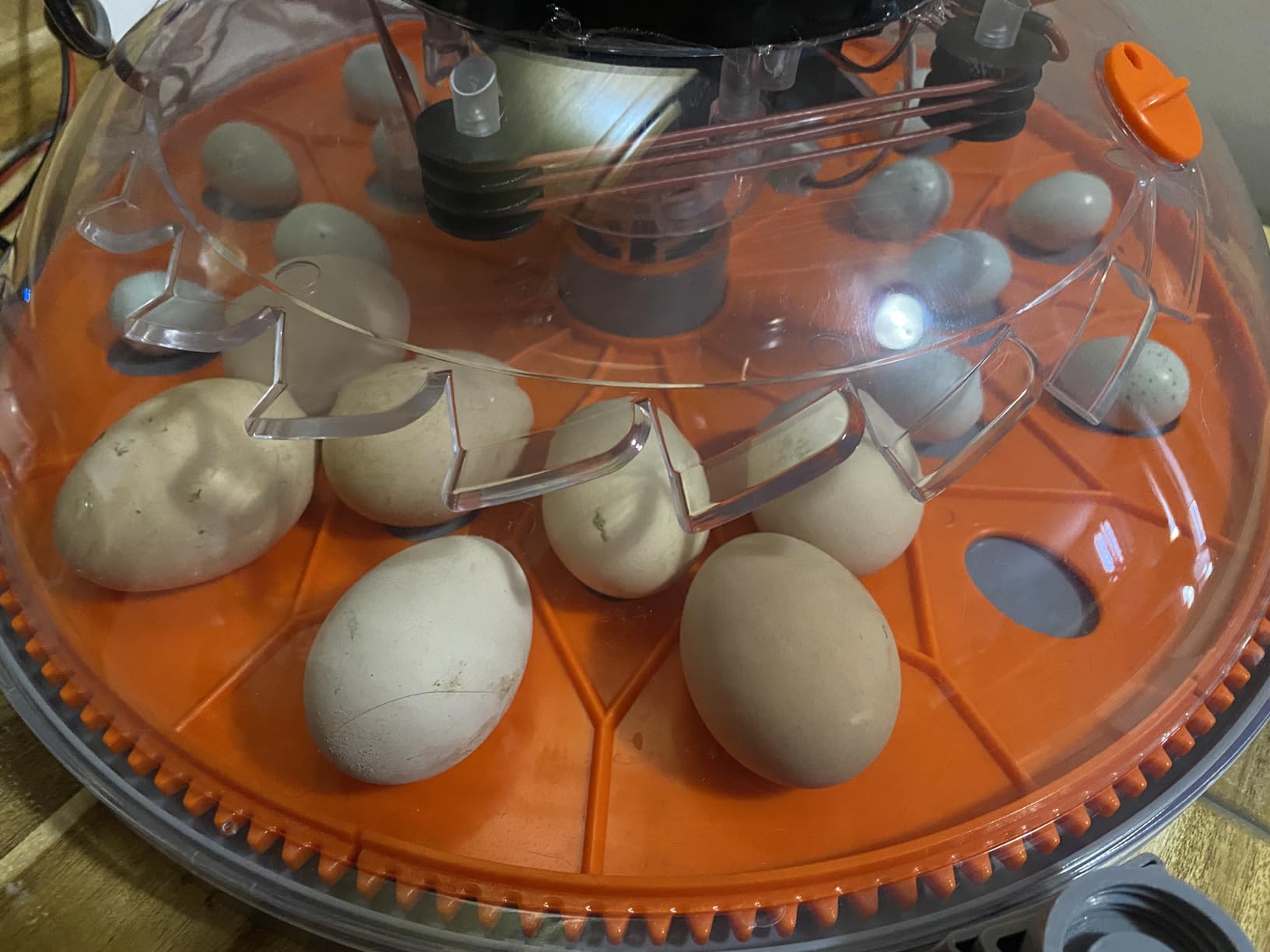VEVOR 400 Egg Incubator, Poultry Incubator Cabinet with Automatic Eggs Turning, Temperature & Humidity Control, Heating & Cooling Egg Hatcher, Commercial Incubators for Hatching Chicks Ducks Goose customer photo 1