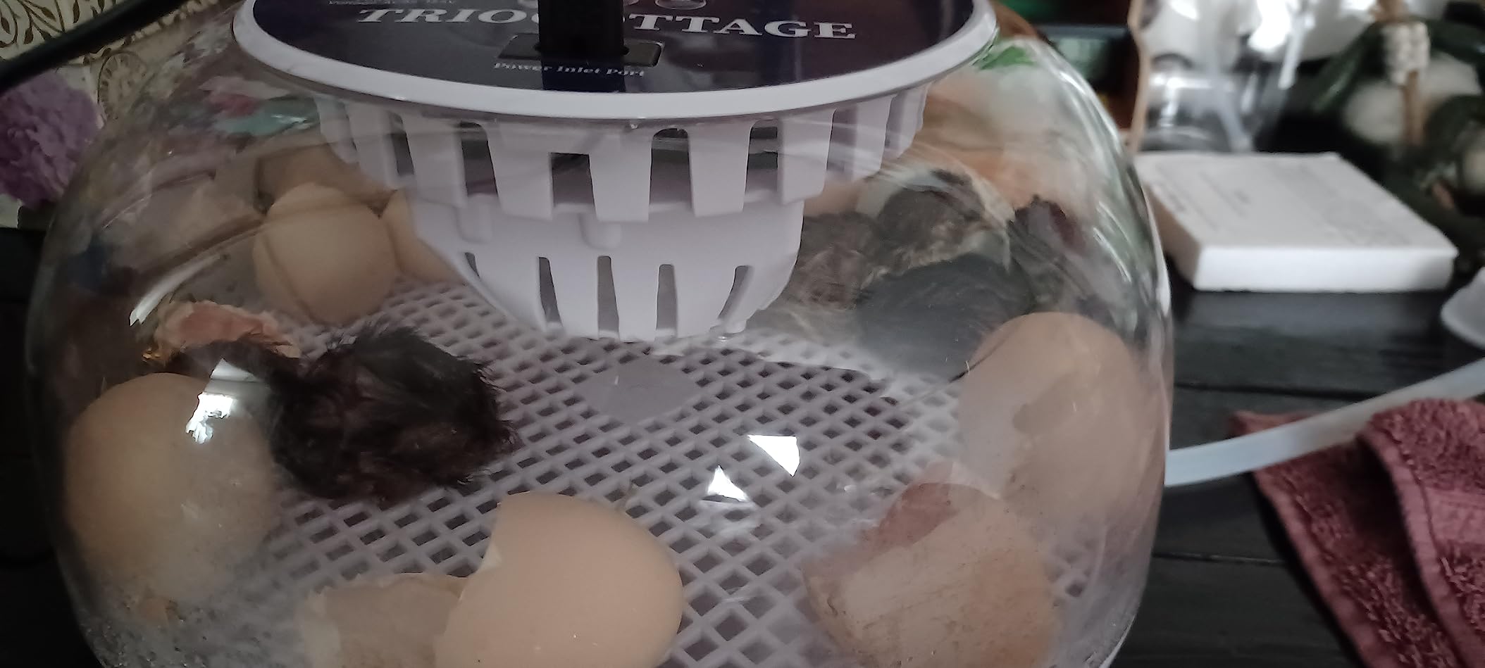 Egg Incubators for Hatching Eggs, Temperature&Humidity Control customer photo 2