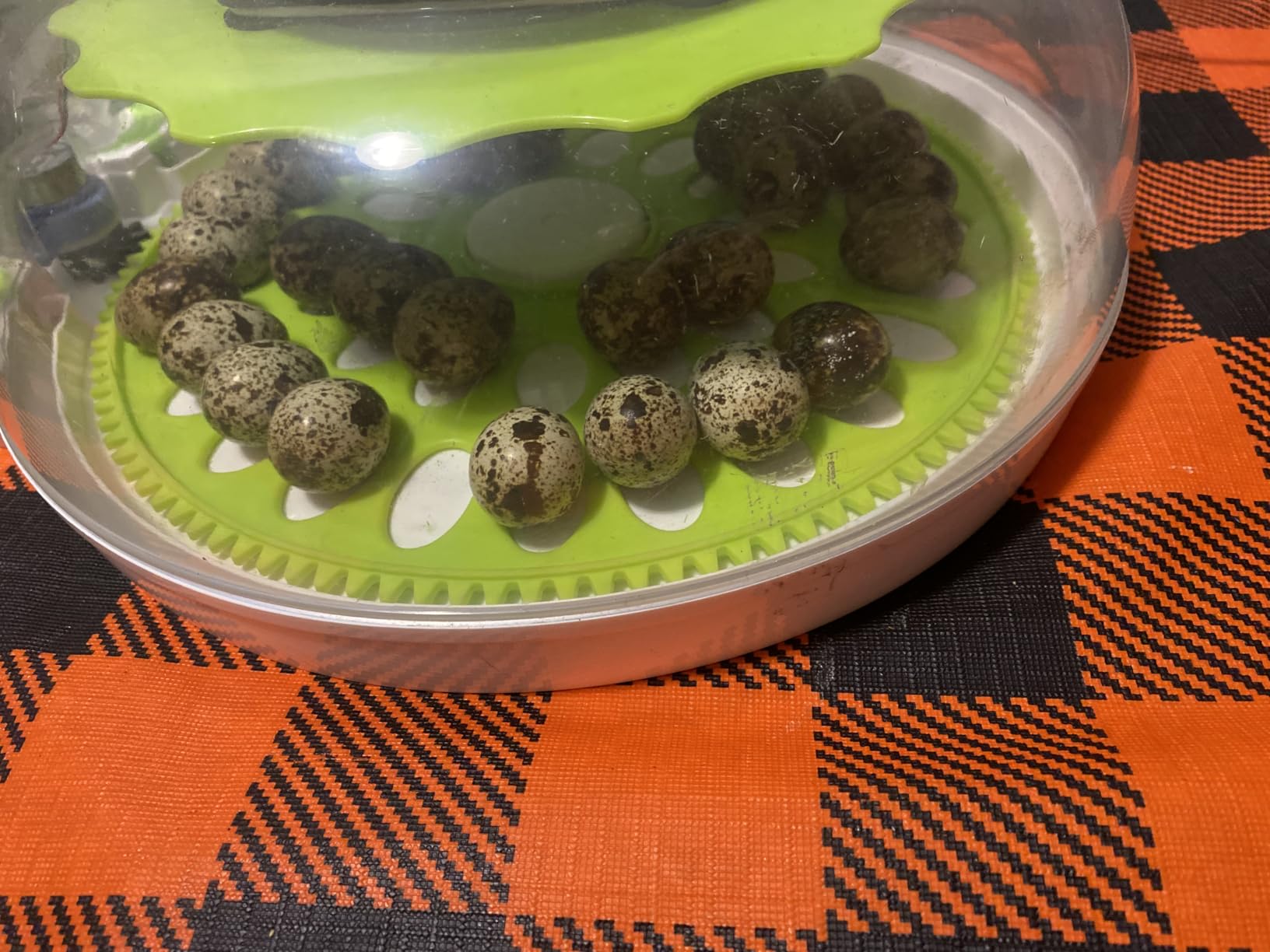 Quail Egg Incubator for Hatching 40 Quail Eggs with Automatic Turner customer photo 1
