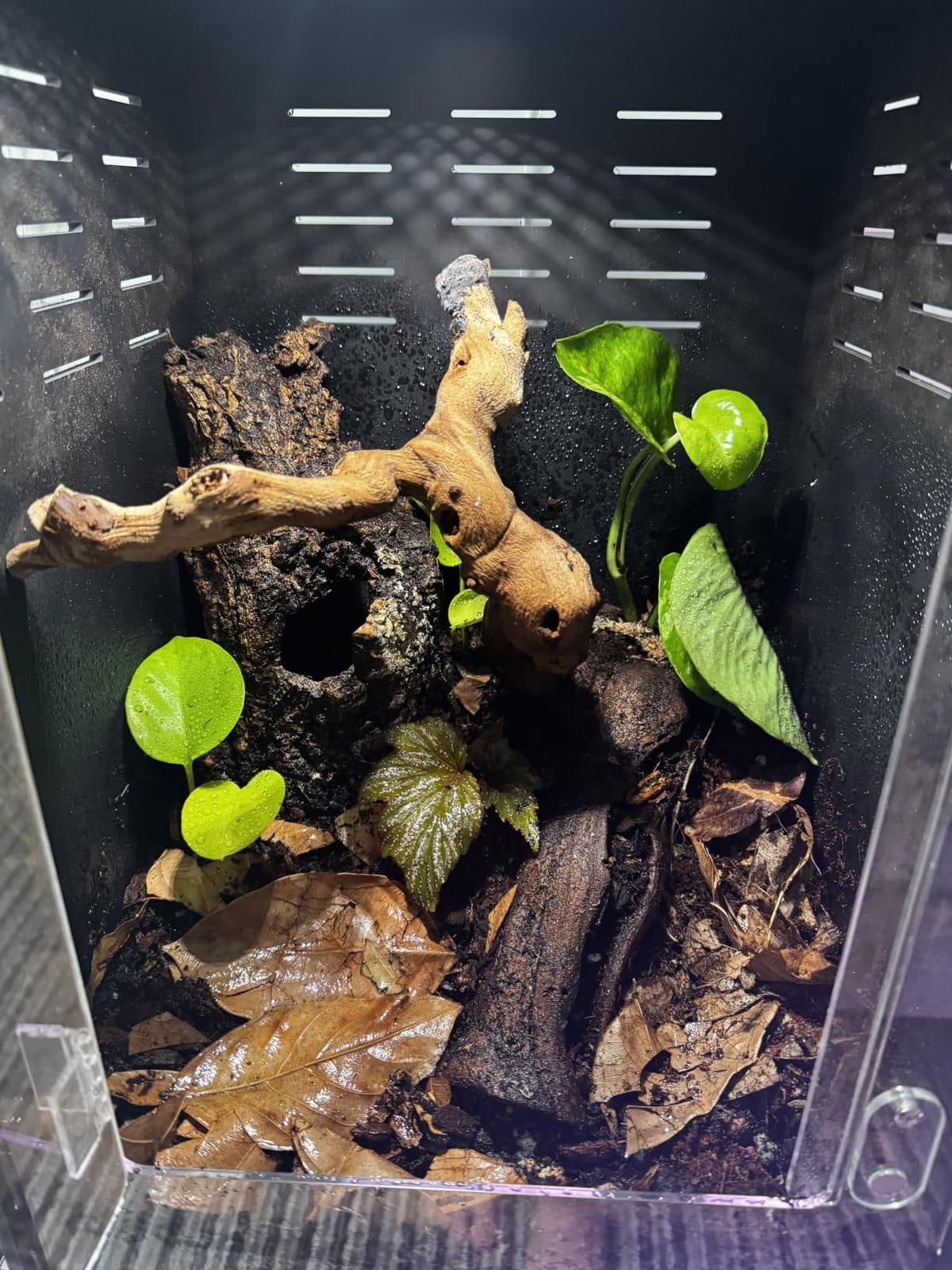 16x16x24 PVC Reptile Terrarium, 25 Gallon Tank for Adult Reptiles Habitat customer photo 1
